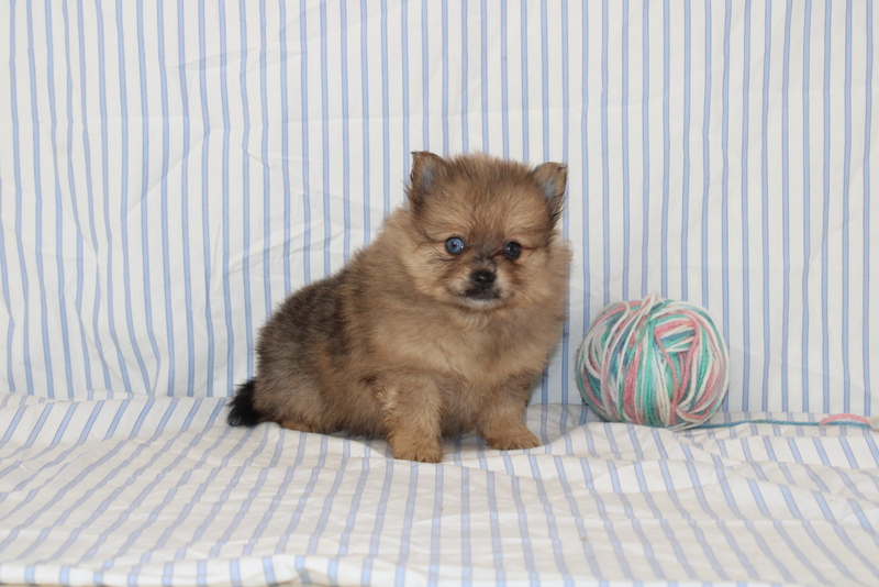 puppy, for, sale, Pomeranian, Matthew B. Stoltzfus, dog, breeder, Gap, PA, dog-breeder, puppy-for-sale, forsale, nearby, find, puppyfind, locator, puppylocator, aca